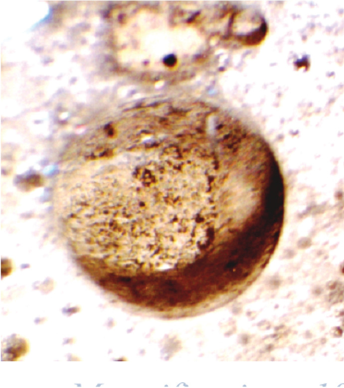 Particles of EZVI in a water-in-oil emulsion. NASA Kennedy originally designed EZVI to clean up after solvents used in rocket production, and it is now one of NASA’s most licensed patents. Credit: NASA