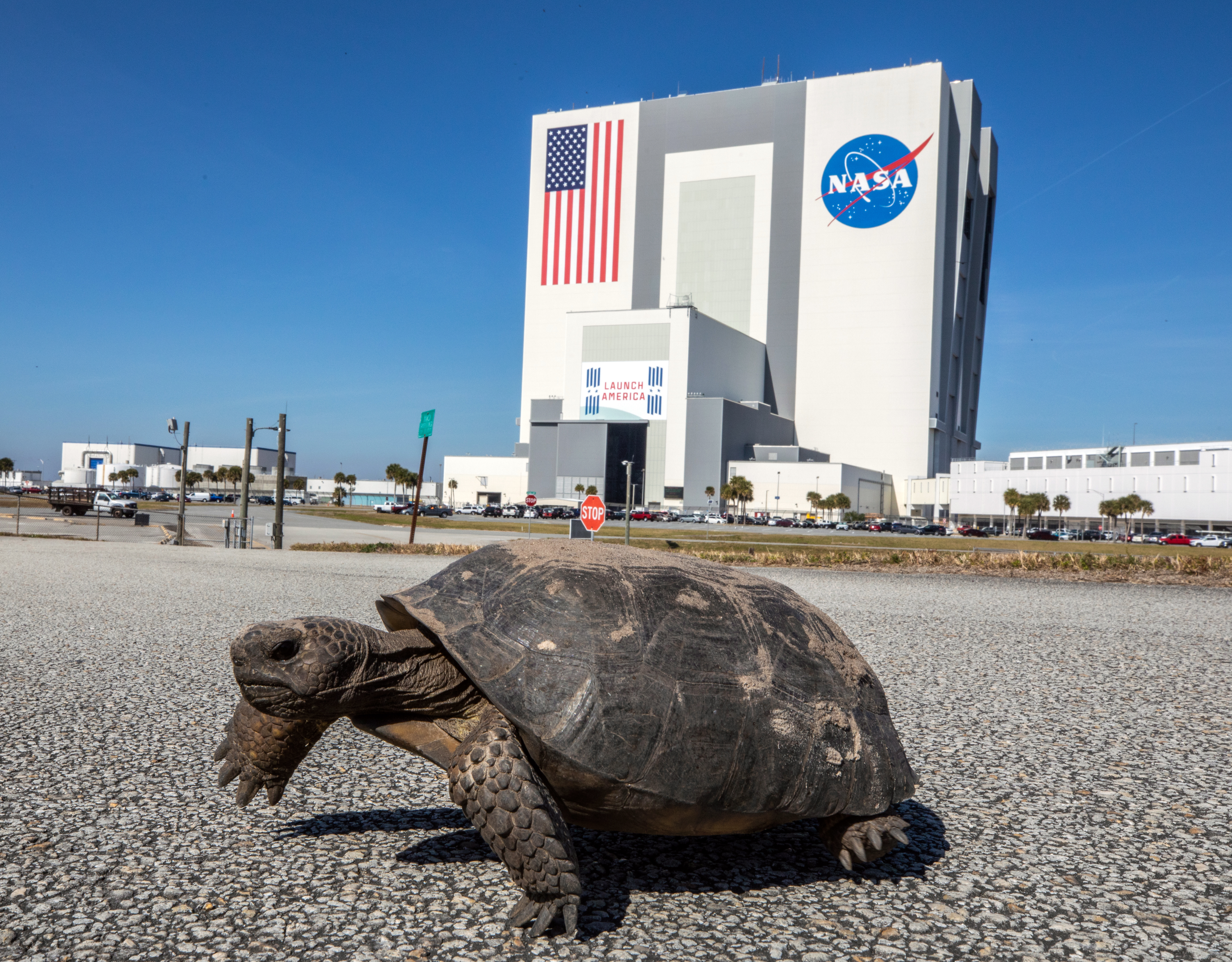 Kennedy Space Center shares its island with the Merritt Island National Wildlife Refuge. More than 330 native and migratory bird species, along with 25 mammal, 117 fish, and 65 amphibian and reptile species call Kennedy and the wildlife refuge home. Photo credit: NASA